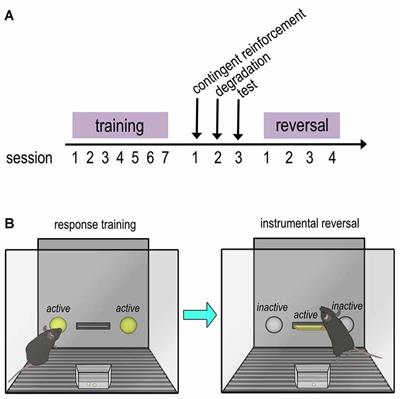 Adolescent Corticosterone and TrkB Pharmaco-Manipulations Sex-Dependently Impact Instrumental Reversal Learning Later in Life